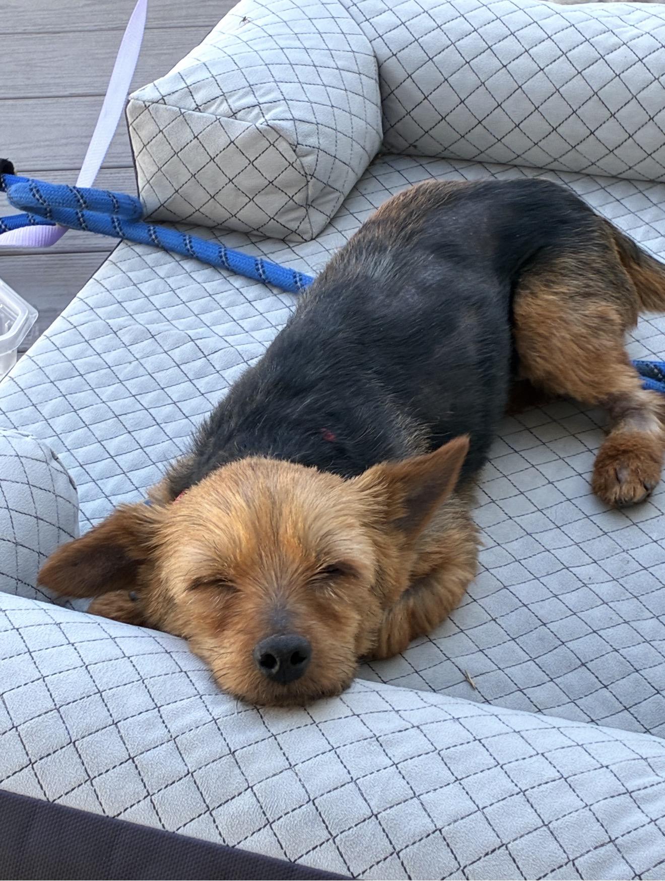 Lilly ( courtesy ), adopted, Adult Female Yorkshire Terrier.