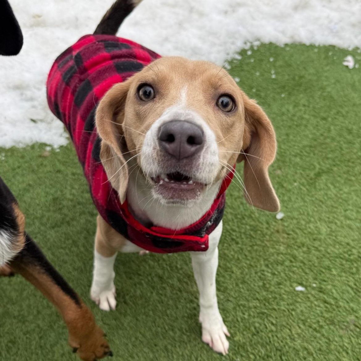Suki, a ADOPTABLE Beagle in Groton, CT image 2/6