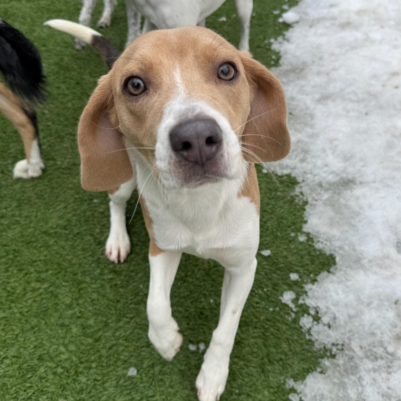 Suki, a ADOPTABLE Beagle in Groton, CT image 4/6