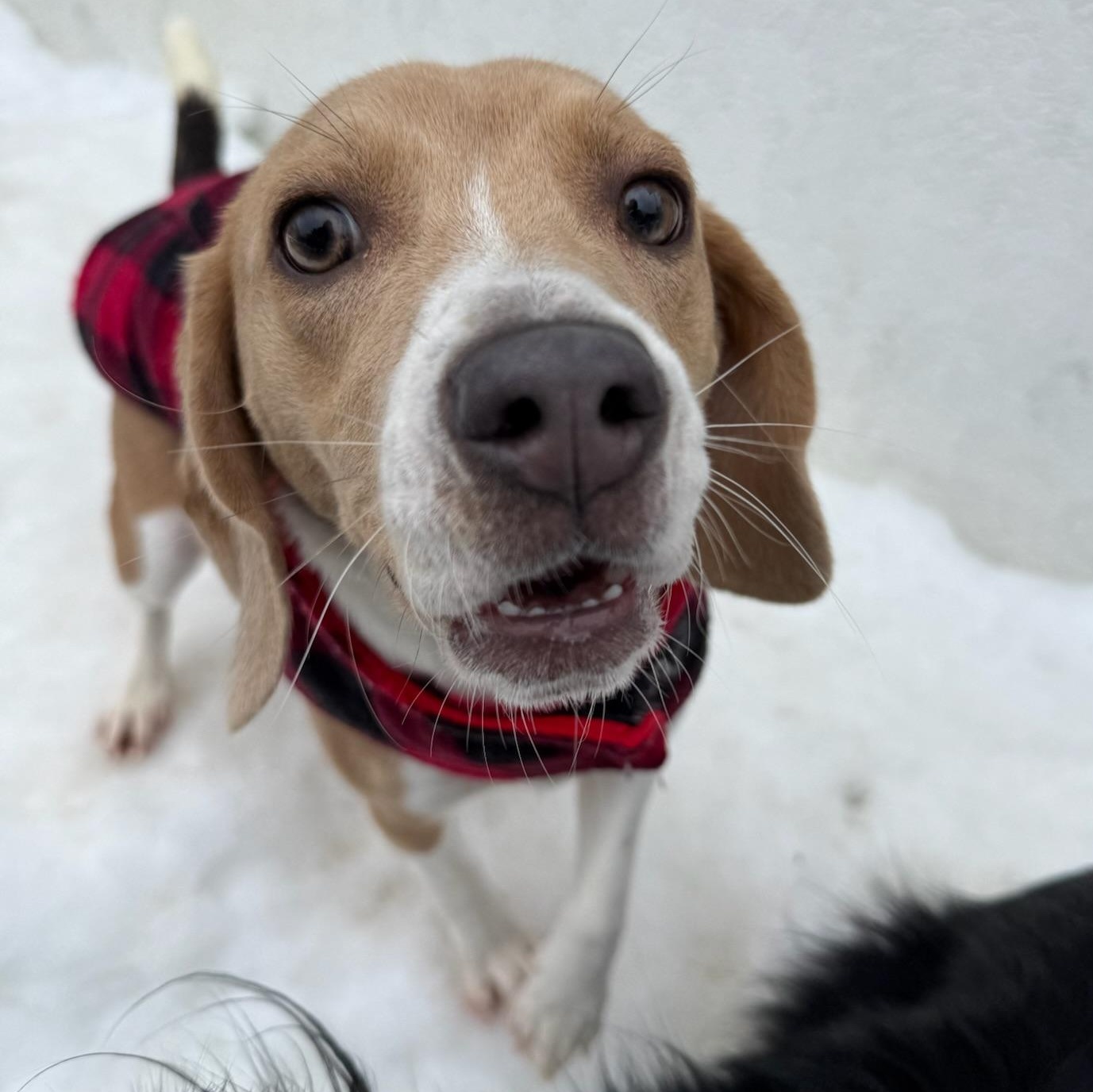 Suki, ADOPTABLE, Young Female Beagle.
