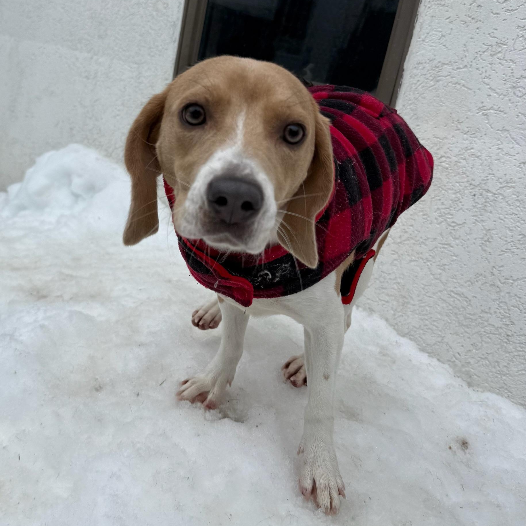 Suki, a ADOPTABLE Beagle in Groton, CT image 3/6