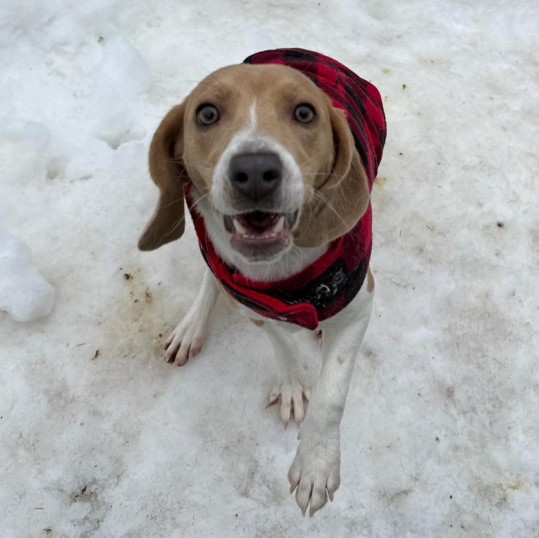Suki, a ADOPTABLE Beagle in Groton, CT image 6/6