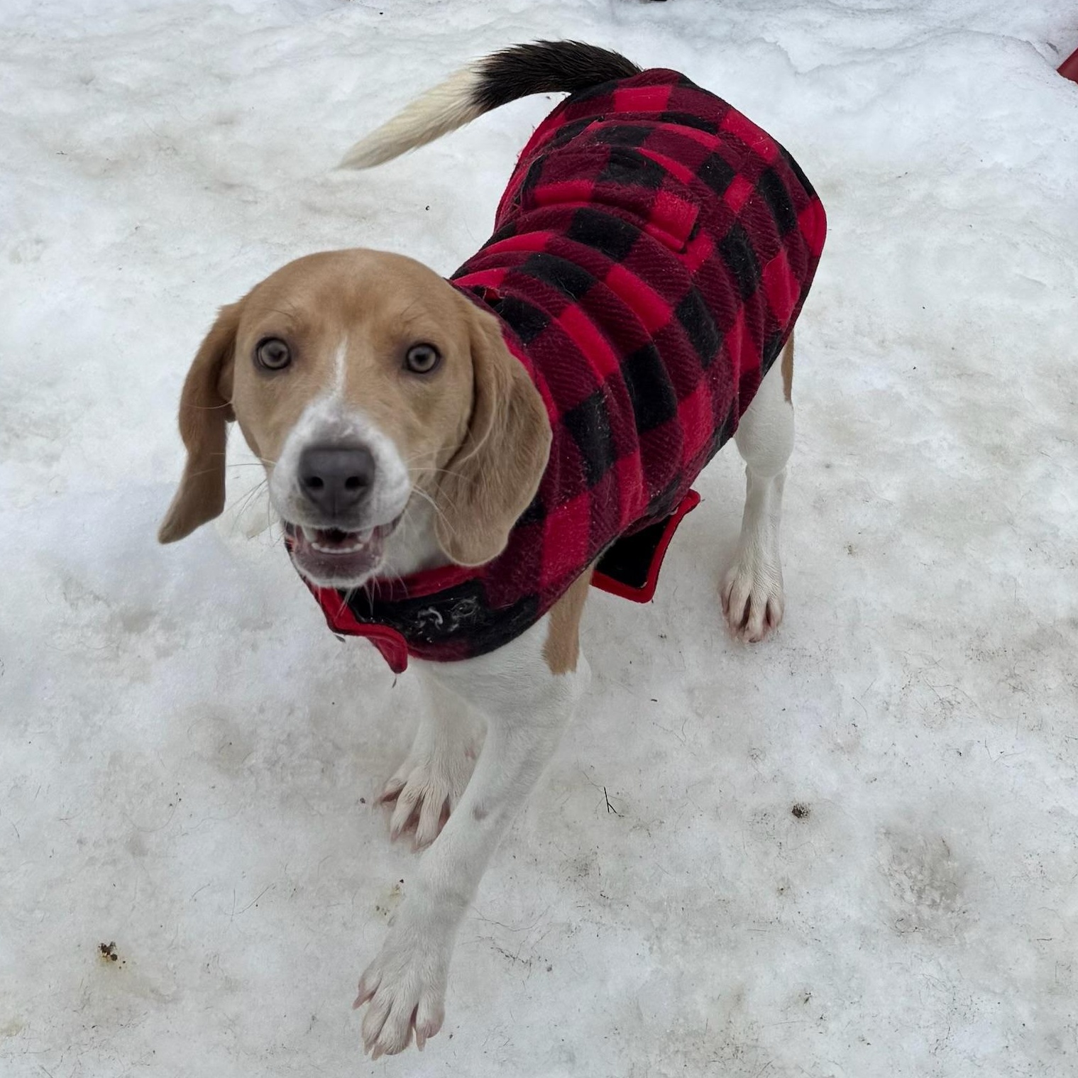 Suki, a ADOPTABLE Beagle in Groton, CT image 5/6