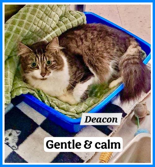 Deacon (fcid# // -