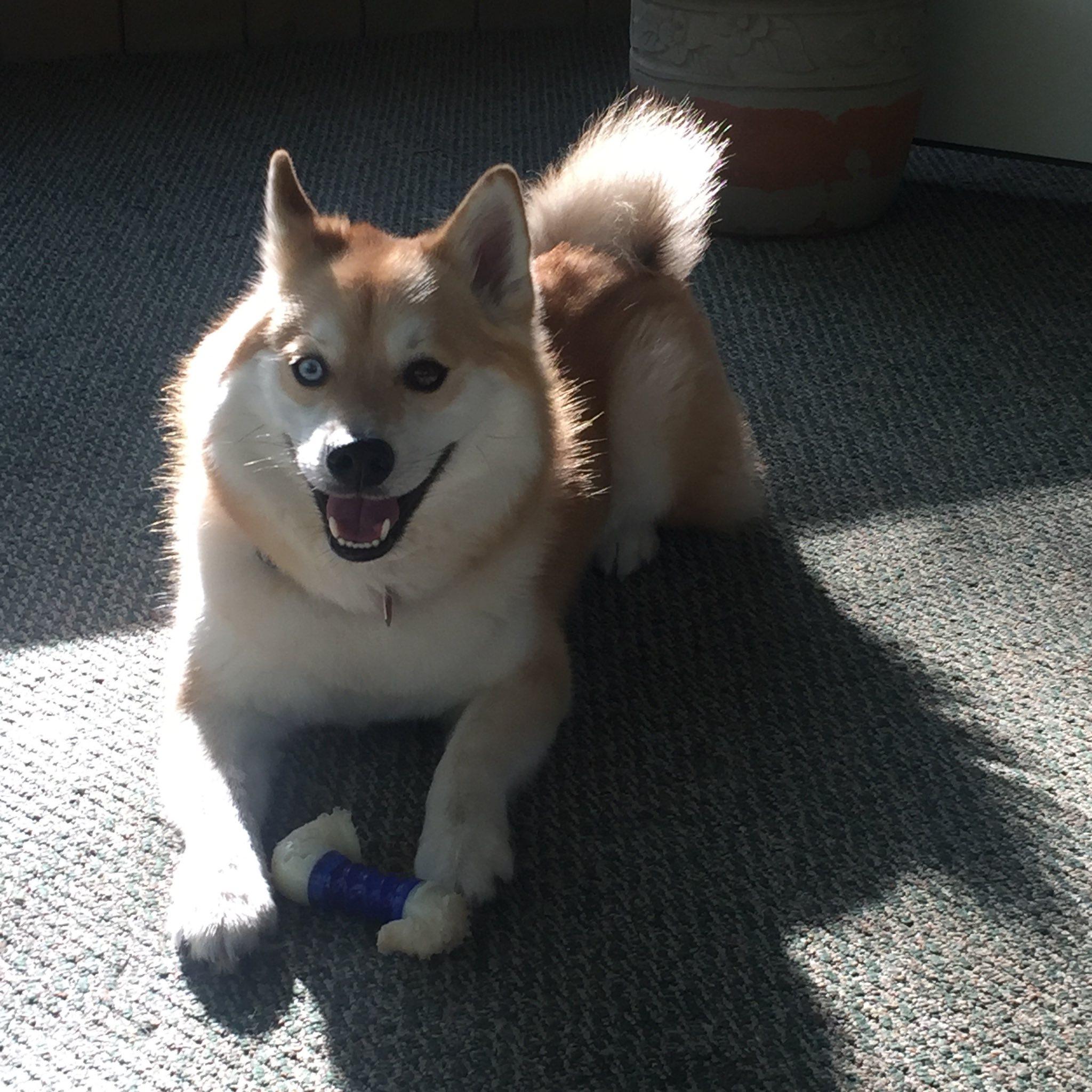 Enlarge Ziggy, a Adoptable mixed breed in Marietta, GA image 3/3