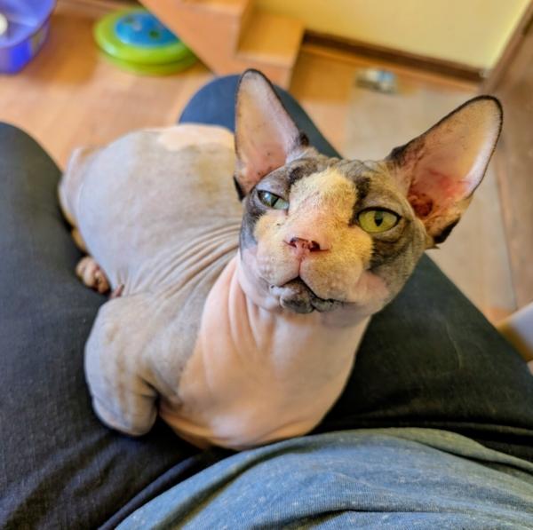 TUNA, ADOPTABLE, Young Male Sphynx / Hairless Cat & Munchkin.