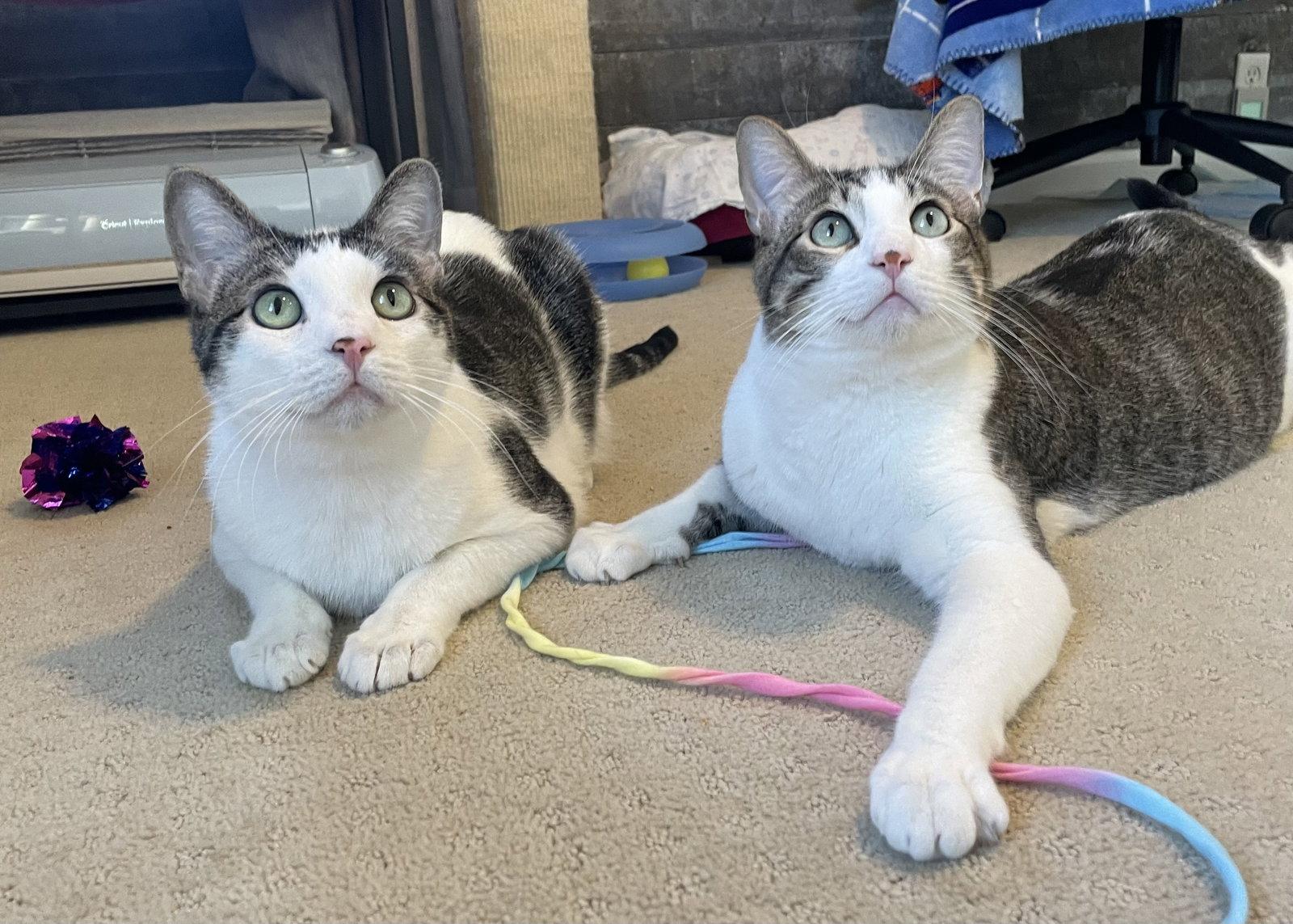 Deja Vu + A Bientot, Adoptable, Adult Male Domestic Short Hair.