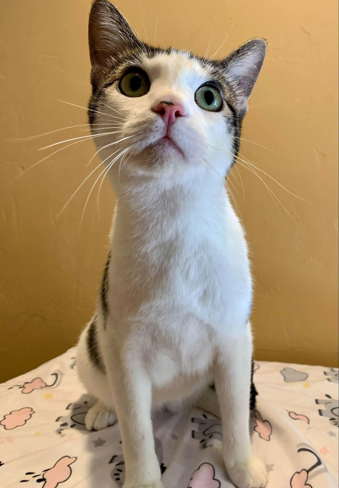 Deja Vu + A Bientot (Western Slope), a Adoptable Domestic Short Hair in Aurora, CO image 1/3