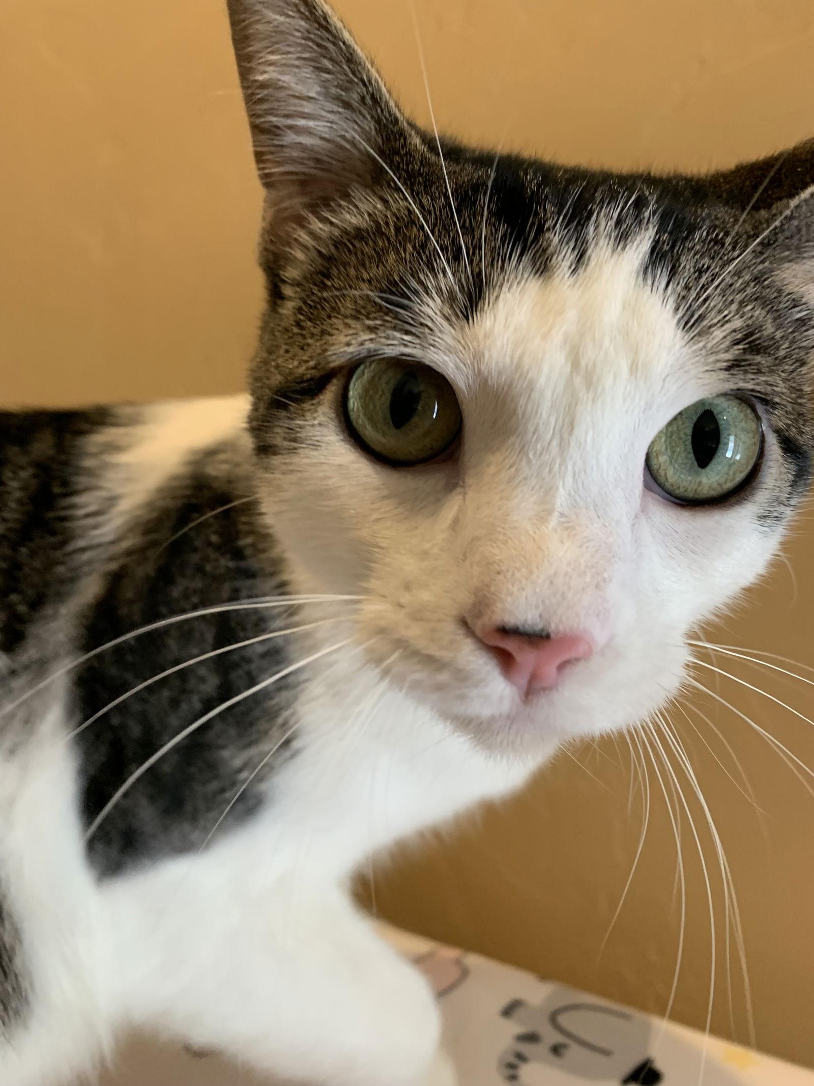 Deja Vu + A Bientot (Western Slope), a Adoptable Domestic Short Hair in Aurora, CO image 2/3