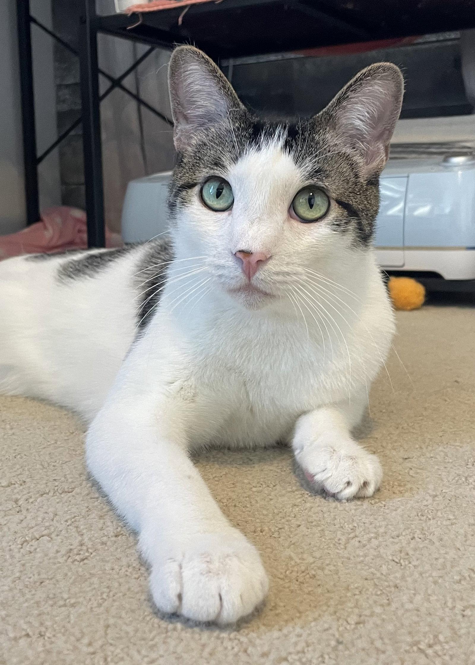 Enlarge Deja Vu + A Bientot, a Adoptable Domestic Short Hair in Aurora, CO image 2/3