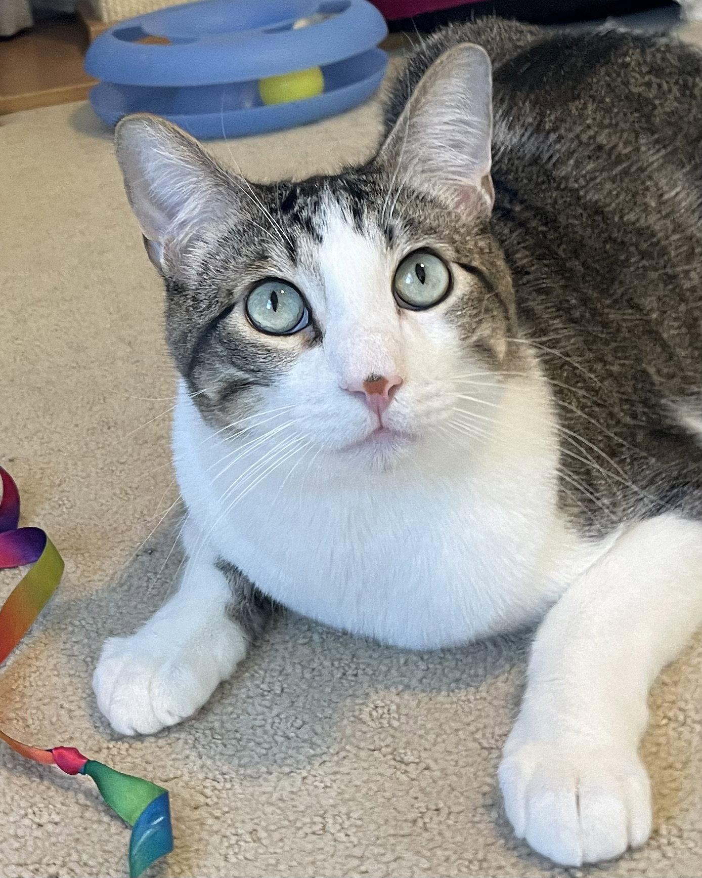 Enlarge Deja Vu + A Bientot, a Adoptable Domestic Short Hair in Aurora, CO image 3/3