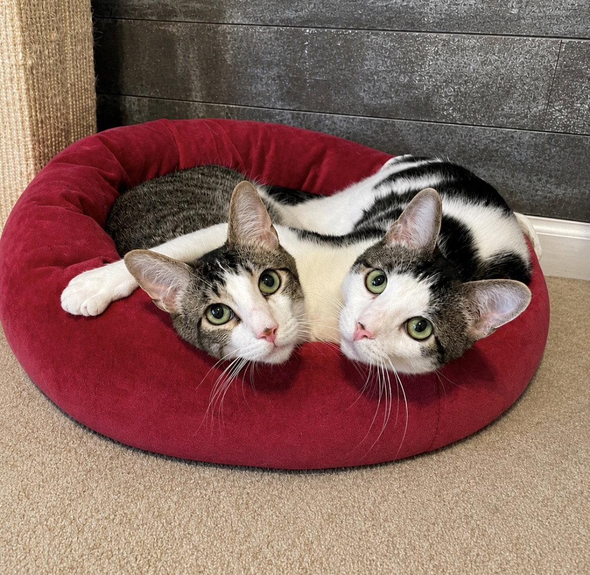 Deja Vu + A Bientot (Benny & Vu), a Adoptable Domestic Short Hair in Aurora, CO image 3/3