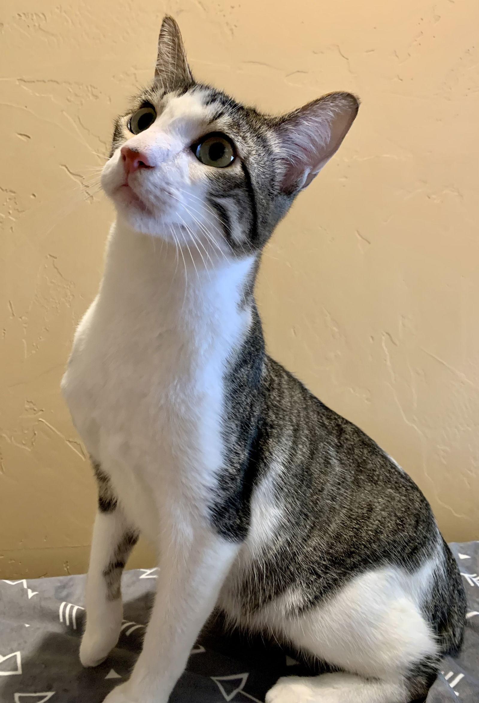 Deja Vu + A Bientot (Western Slope), a Adoptable Domestic Short Hair in Aurora, CO image 3/3