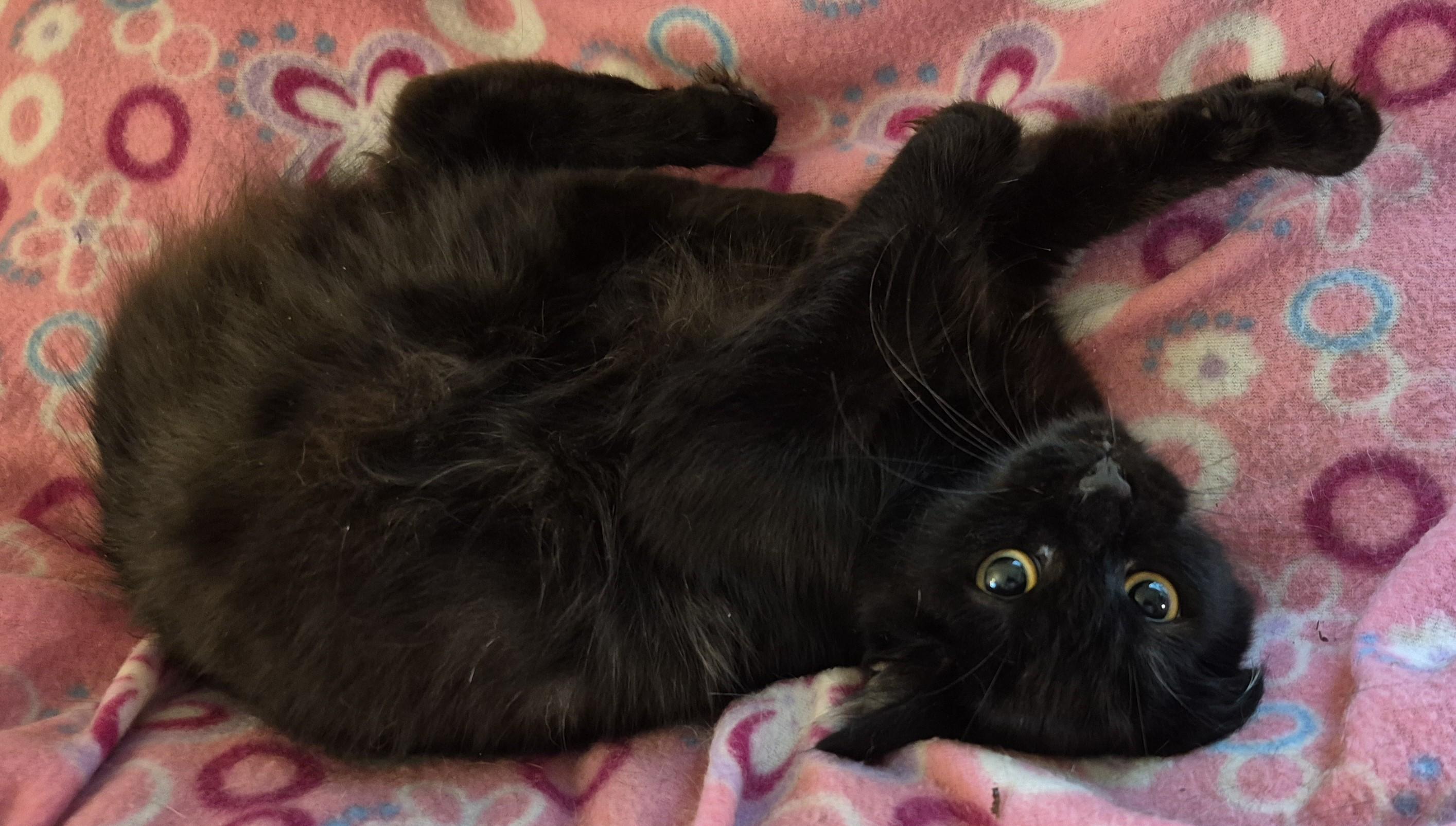 Enlarge NIGHT STAR, a ADOPTABLE Domestic Medium Hair in Highland Park, NJ image 4/5