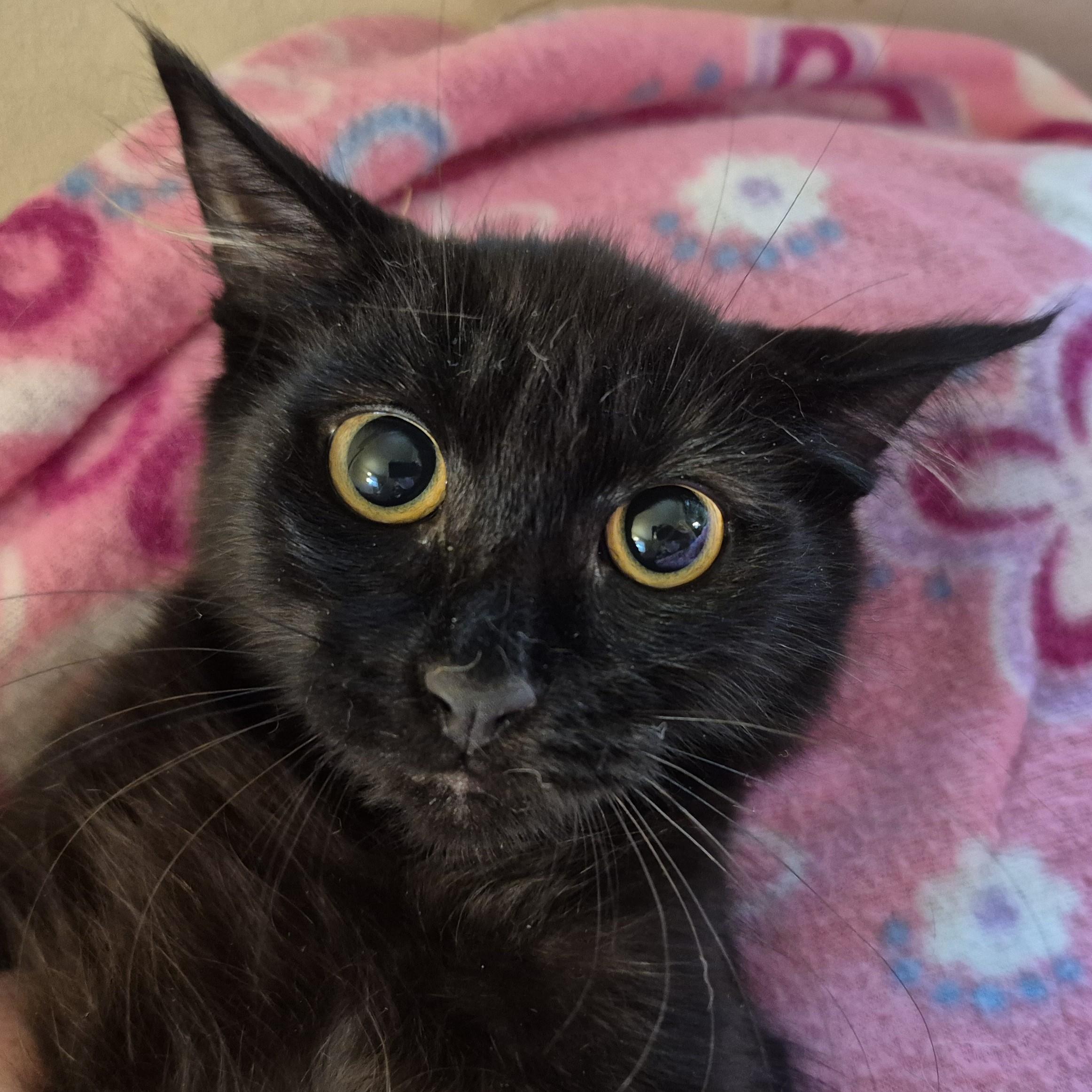 NIGHT STAR, ADOPTABLE, Kitten Female Domestic Medium Hair.
