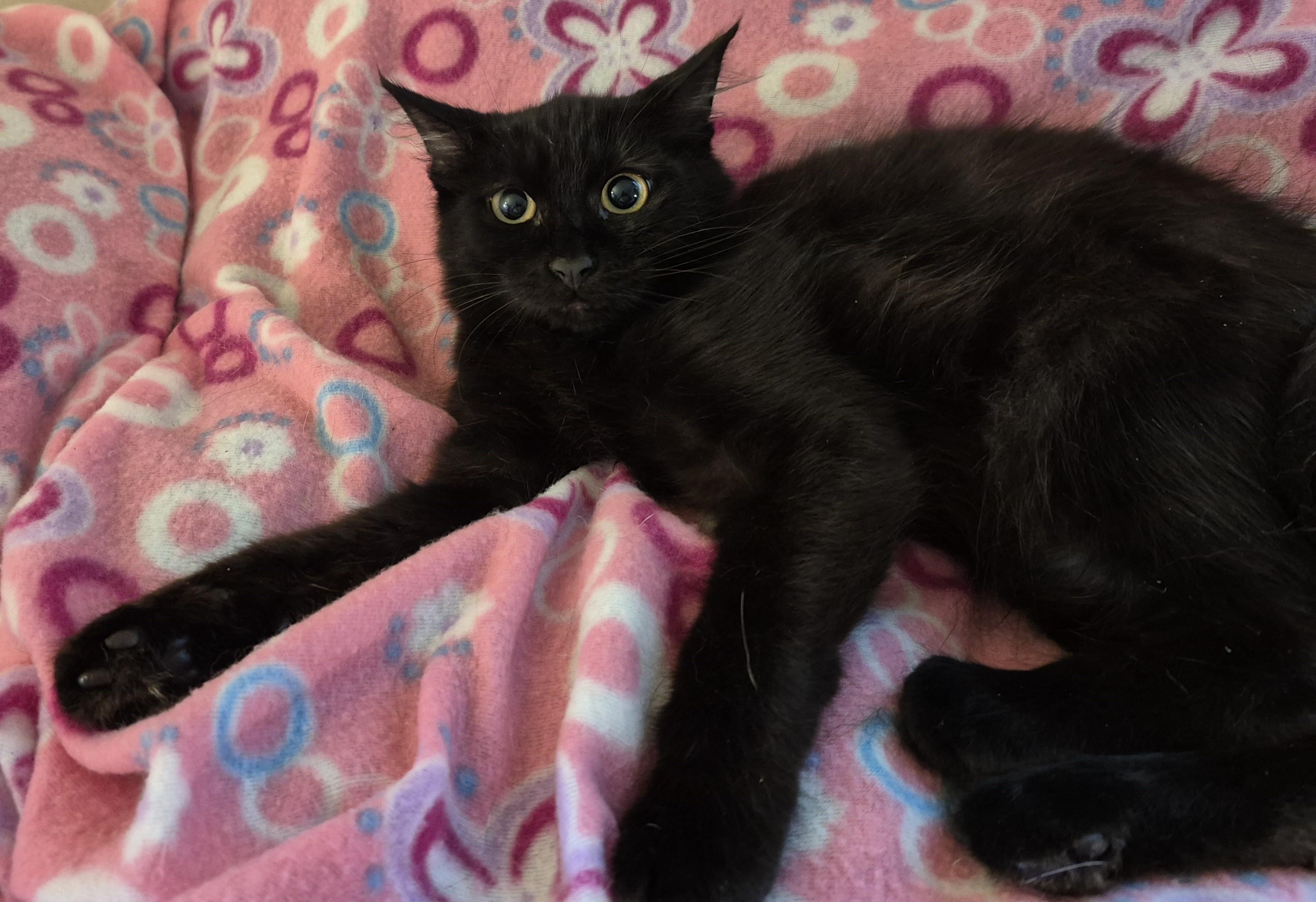 Enlarge NIGHT STAR, a ADOPTABLE Domestic Medium Hair in Highland Park, NJ image 2/5