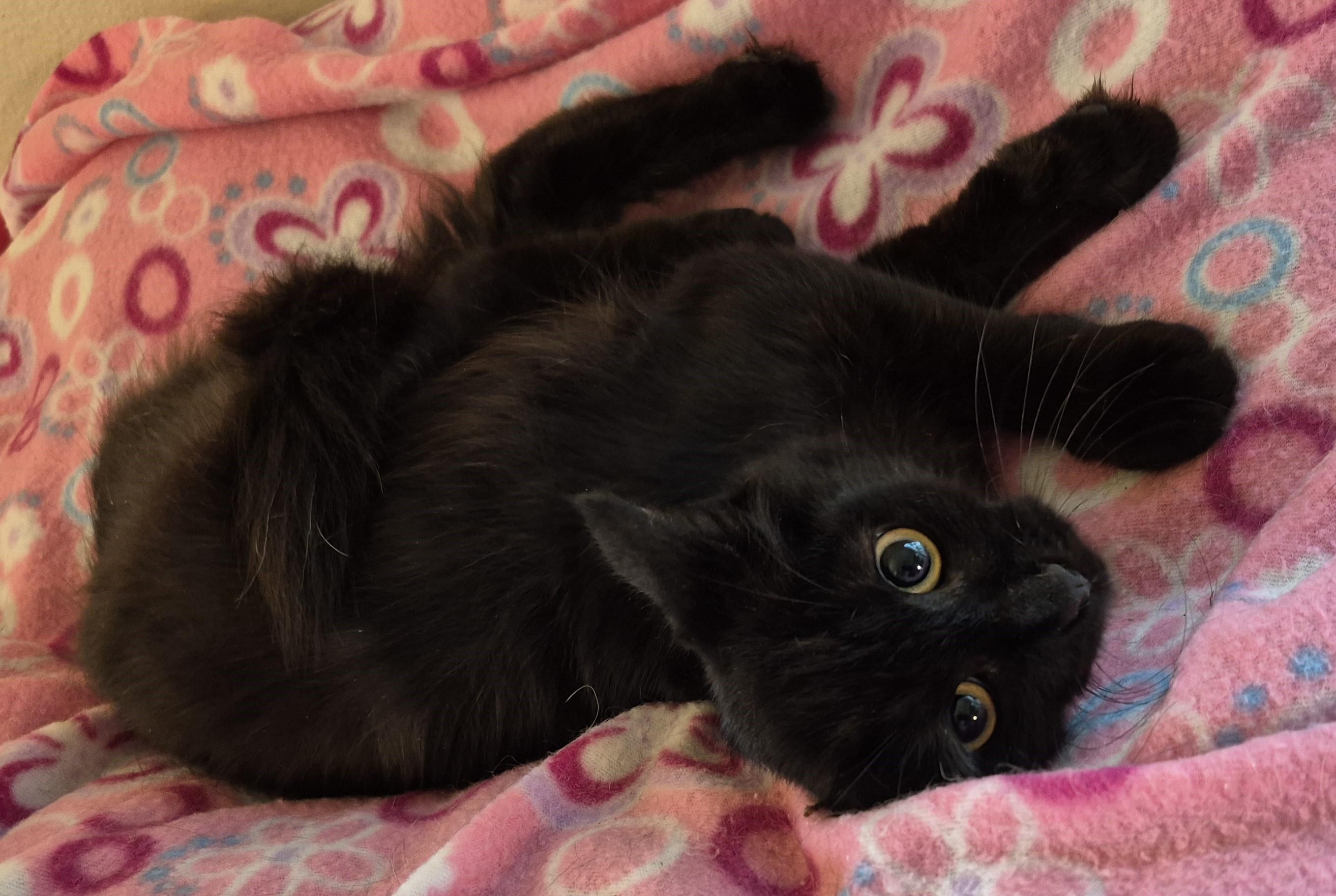 Enlarge NIGHT STAR, a ADOPTABLE Domestic Medium Hair in Highland Park, NJ image 3/5
