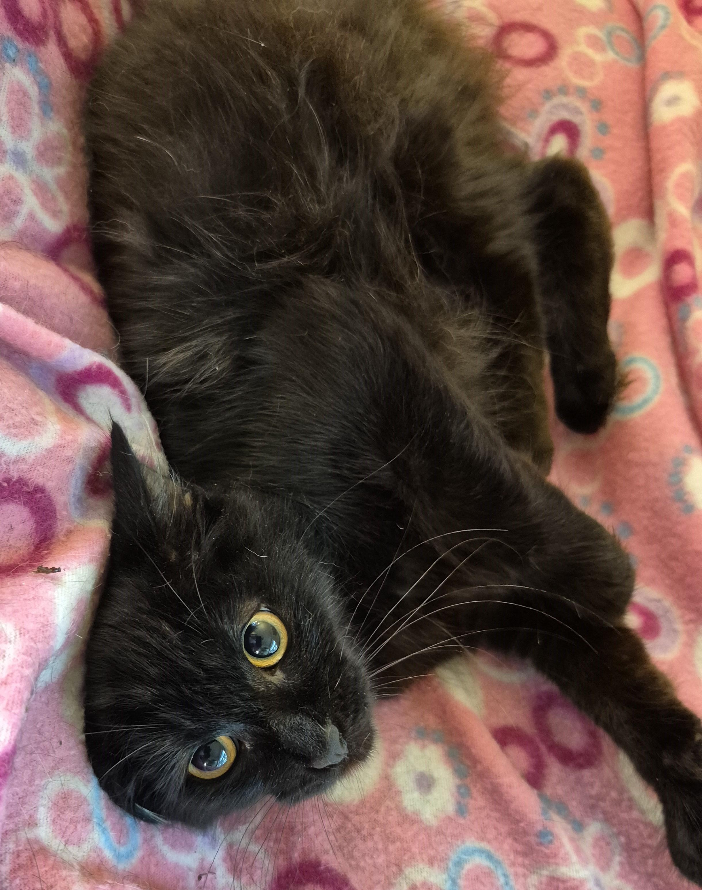 Enlarge NIGHT STAR, a ADOPTABLE Domestic Medium Hair in Highland Park, NJ image 5/5