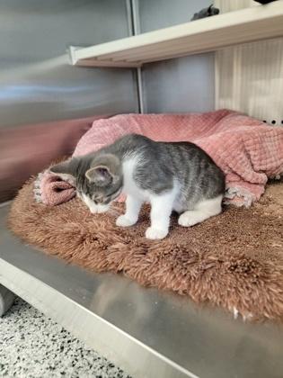 Figgy, Adoptable, Kitten Male Domestic Short Hair & Domestic Short Hair.