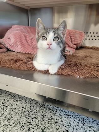 Enlarge Figgy, a Adoptable mixed breed in Fergus Falls, MN image 2/3