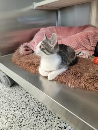 Enlarge Figgy, a Adoptable mixed breed in Fergus Falls, MN image 3/3