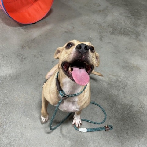 Enlarge Olive, a Adoptable mixed breed in Albany, NY image 2/6