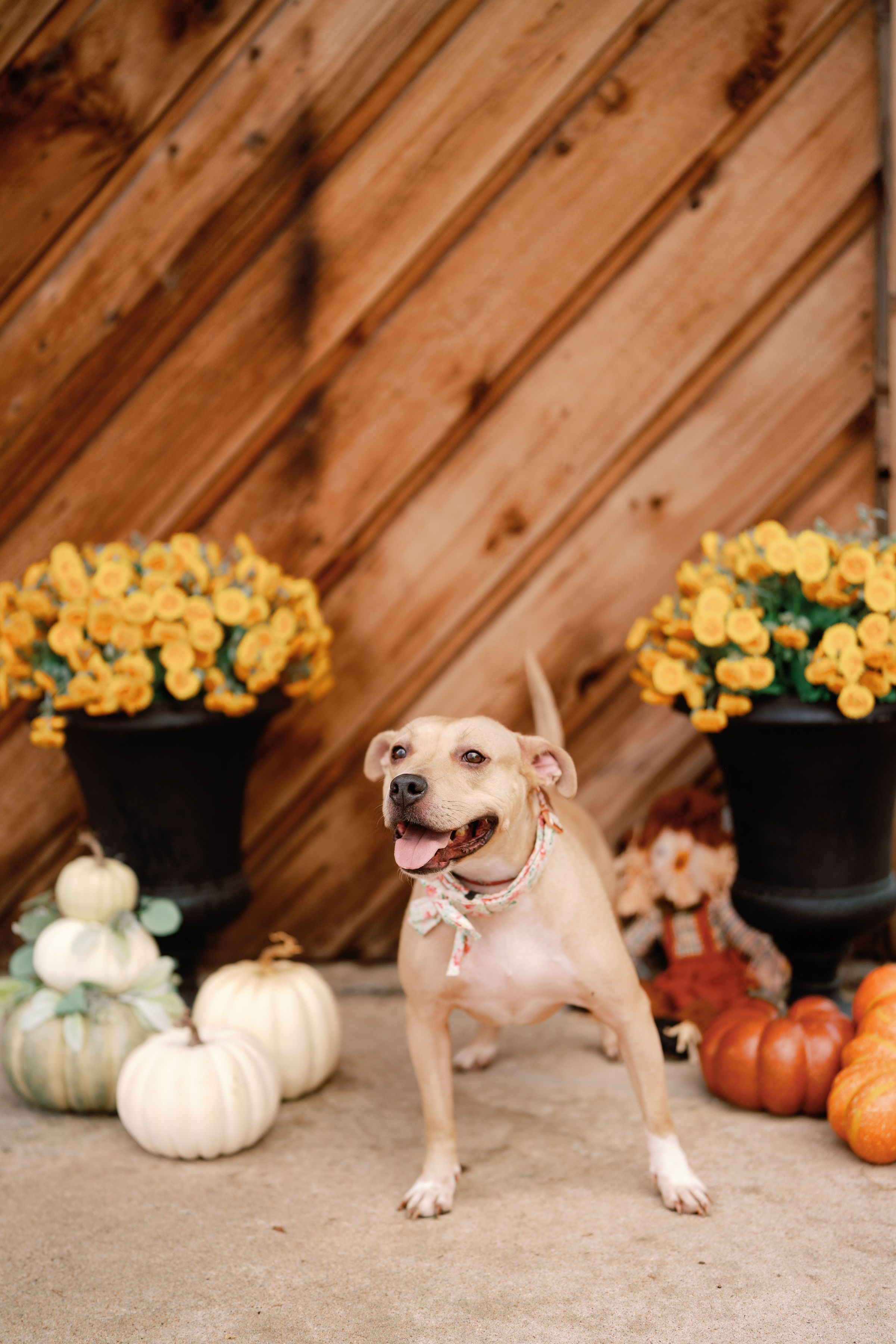 Enlarge Olive, a Adoptable mixed breed in Albany, NY image 4/6