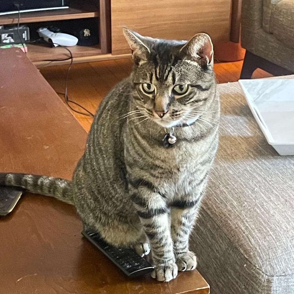 Miso, Adoptable, Adult Male Domestic Short Hair.