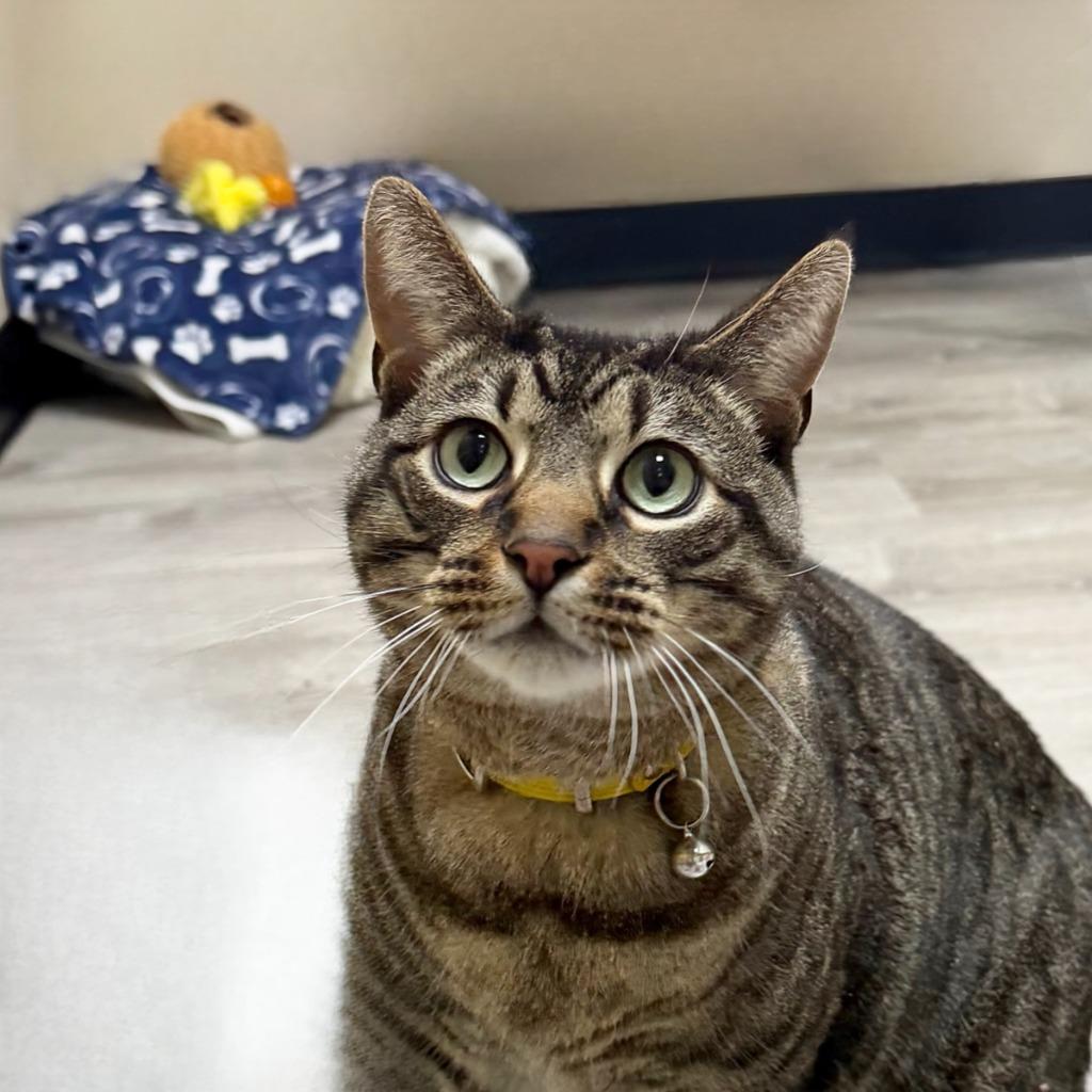 Enlarge Miso, a Adoptable Domestic Short Hair in State College, PA image 3/6