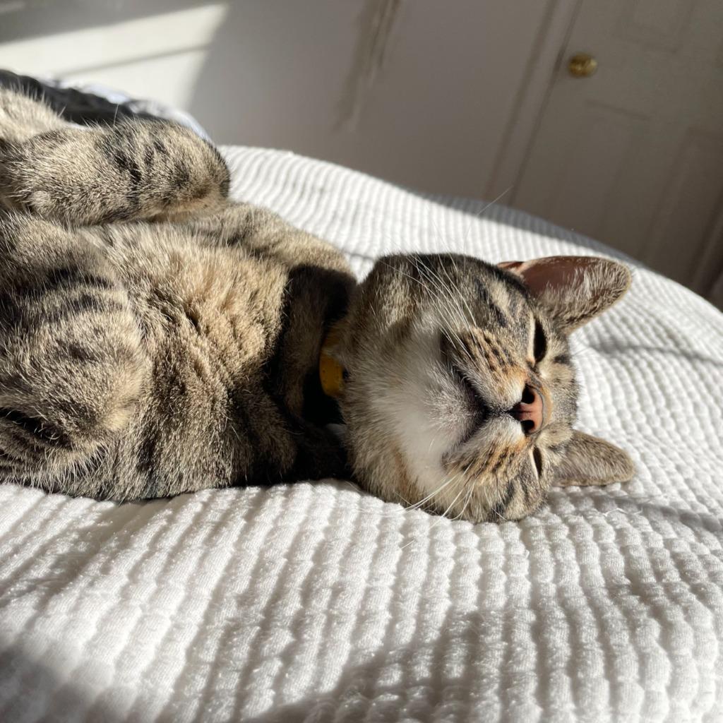 Enlarge Miso, a Adoptable Domestic Short Hair in State College, PA image 1/6