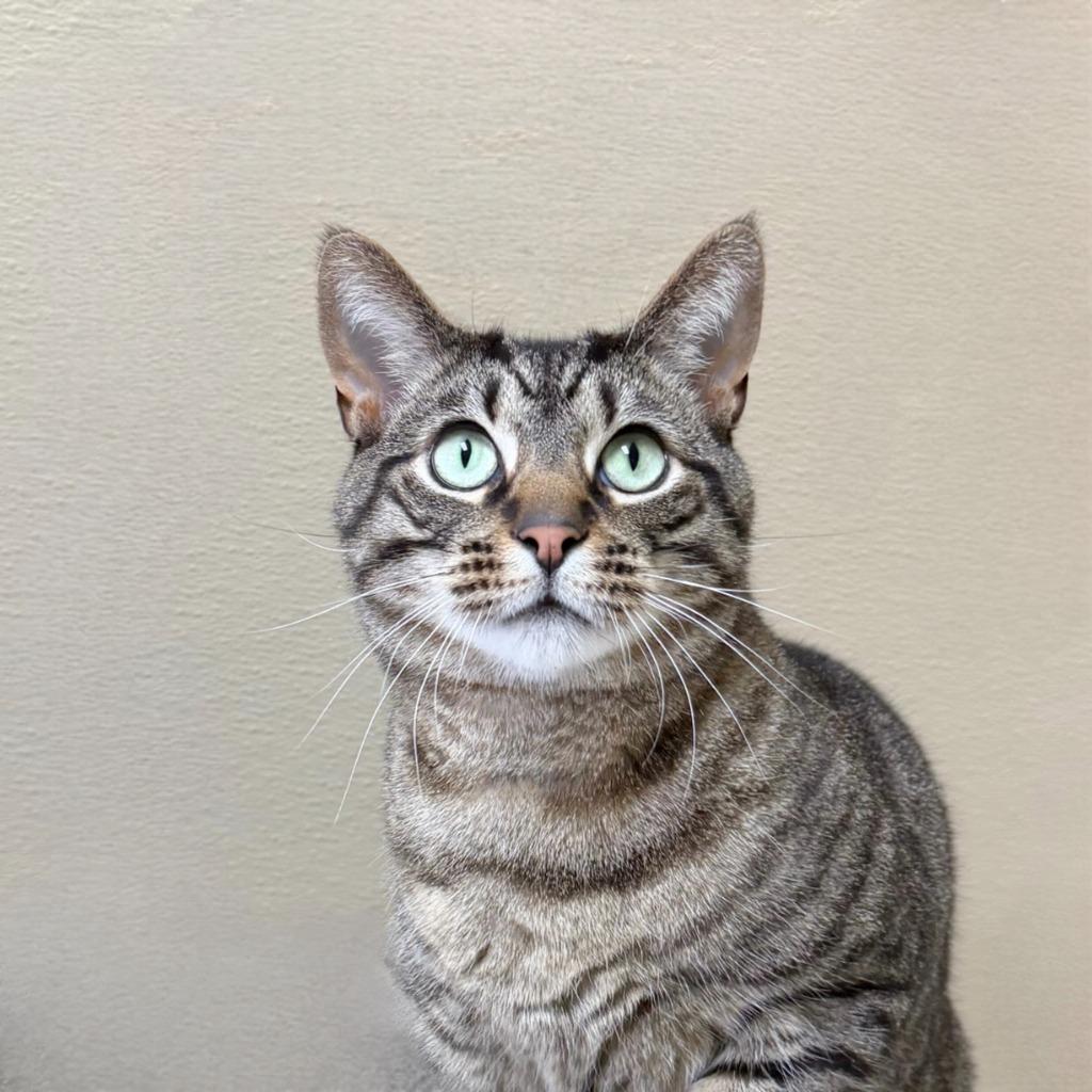 Enlarge Miso, a Adoptable Domestic Short Hair in State College, PA image 2/6