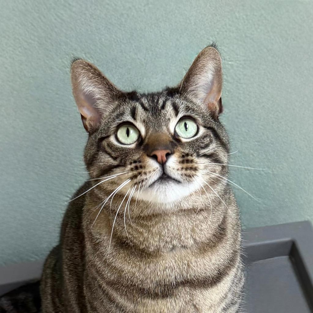 Enlarge Miso, a Adoptable Domestic Short Hair in State College, PA image 3/6