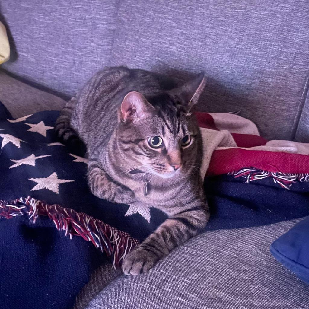 Enlarge Miso, a Adoptable Domestic Short Hair in State College, PA image 4/6