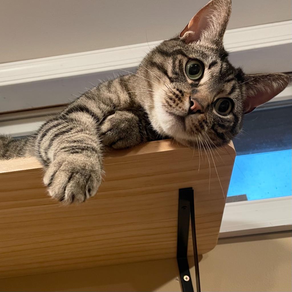 Enlarge Miso, a Adoptable Domestic Short Hair in State College, PA image 5/6