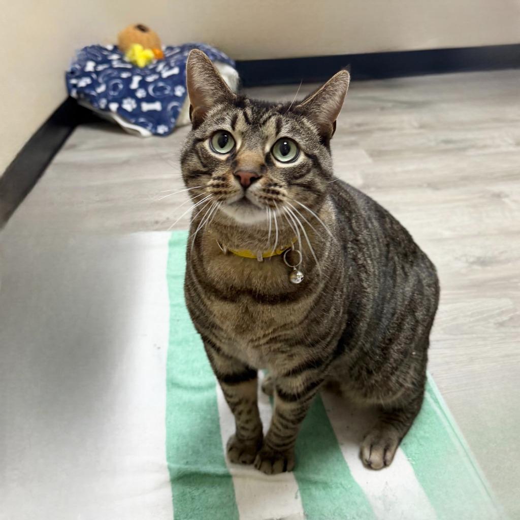 Enlarge Miso, a Adoptable Domestic Short Hair in State College, PA image 6/6