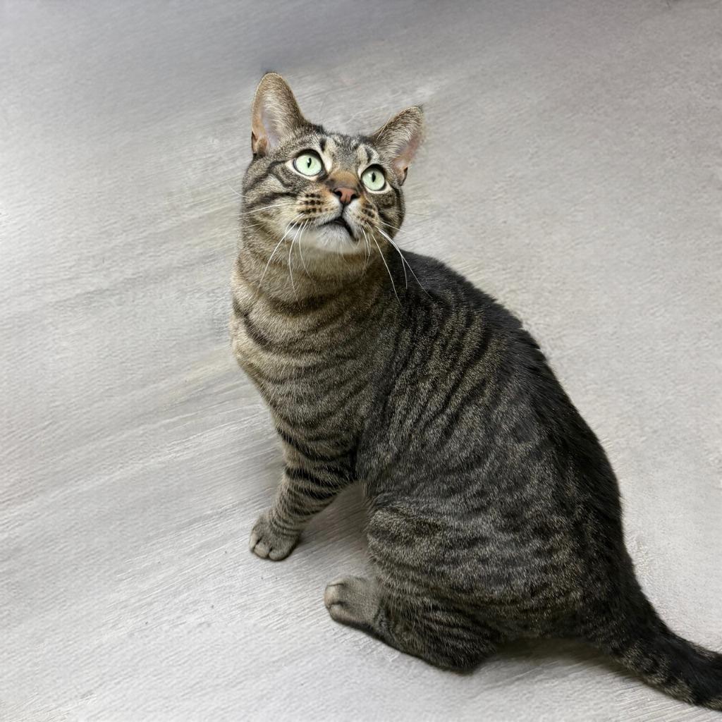 Enlarge Miso, a Adoptable Domestic Short Hair in State College, PA image 4/6