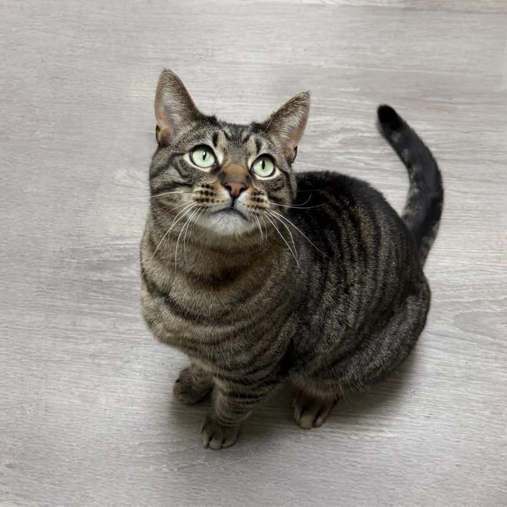Enlarge Miso, a Adoptable Domestic Short Hair in State College, PA image 5/6