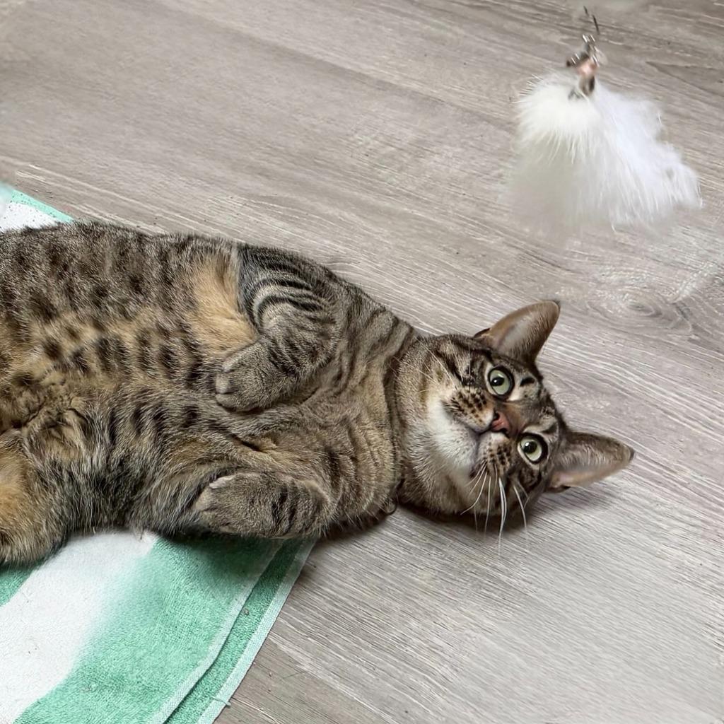 Enlarge Miso, a Adoptable Domestic Short Hair in State College, PA image 6/6