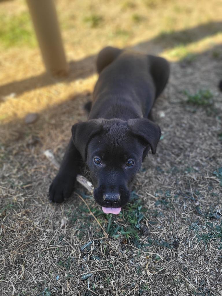 Walter, Adoptable, Puppy Male Belgian Shepherd / Malinois & Pit Bull Terrier.