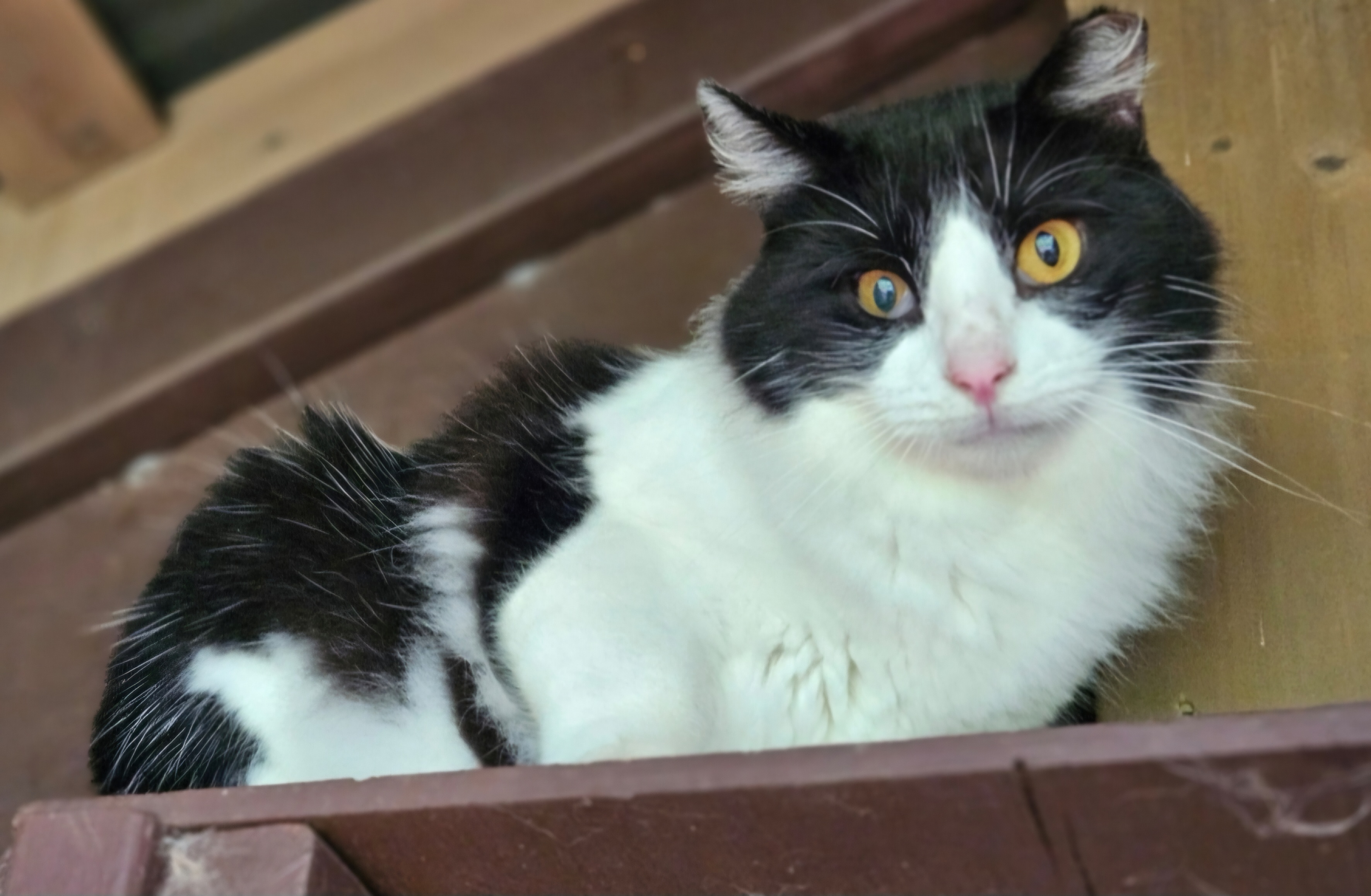 Thor, an adoptable Domestic Medium Hair in Kapaa, HI_image-1