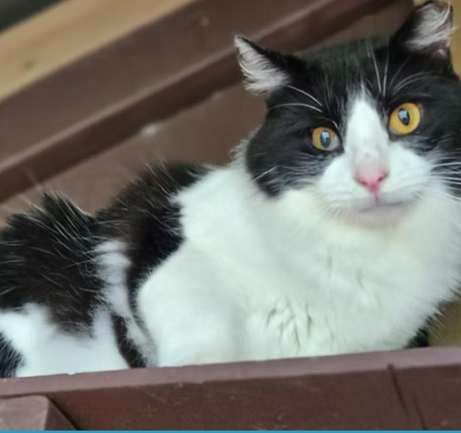 Thor, Adoptable, Adult Male Domestic Medium Hair.