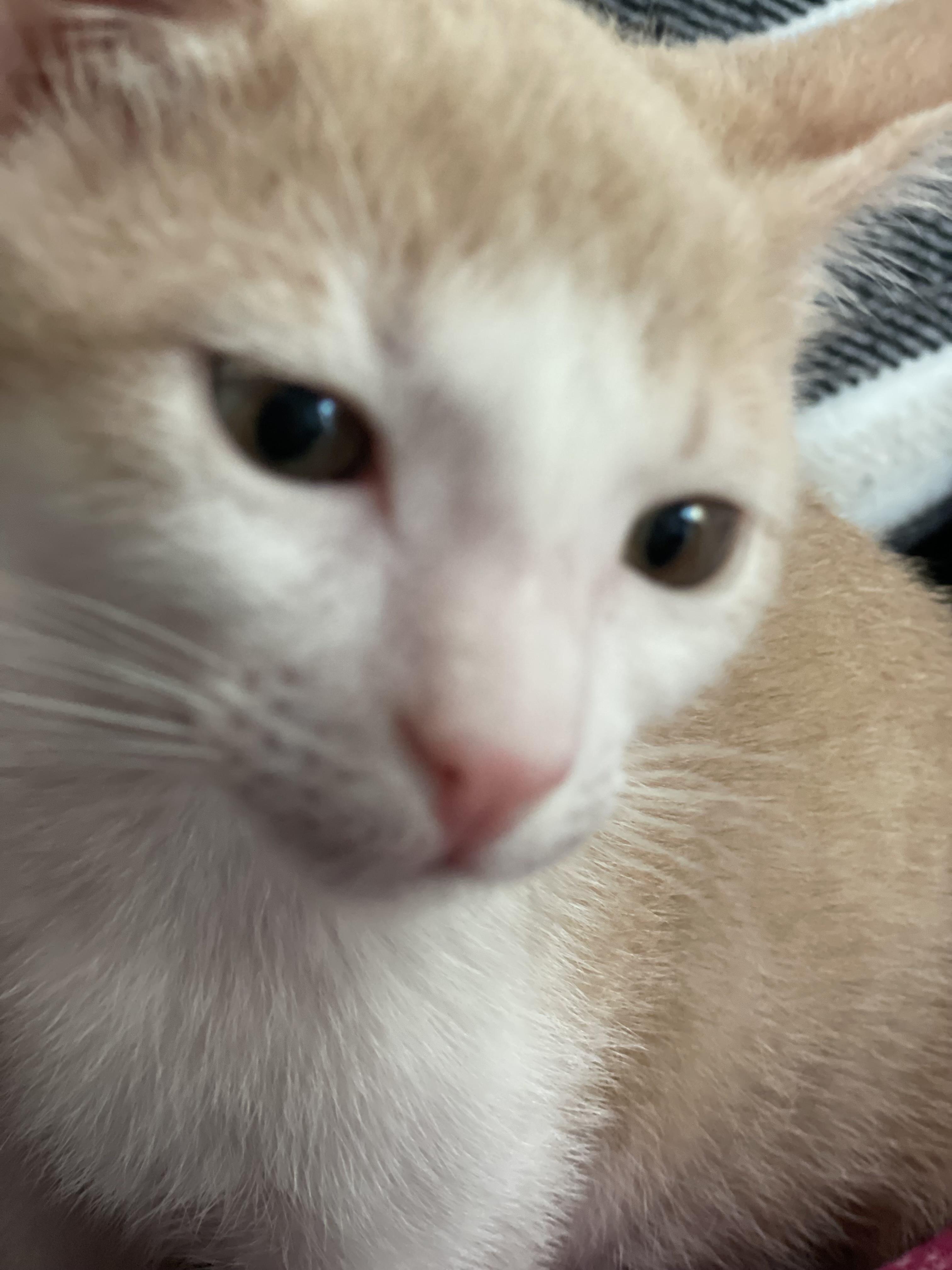 Theo