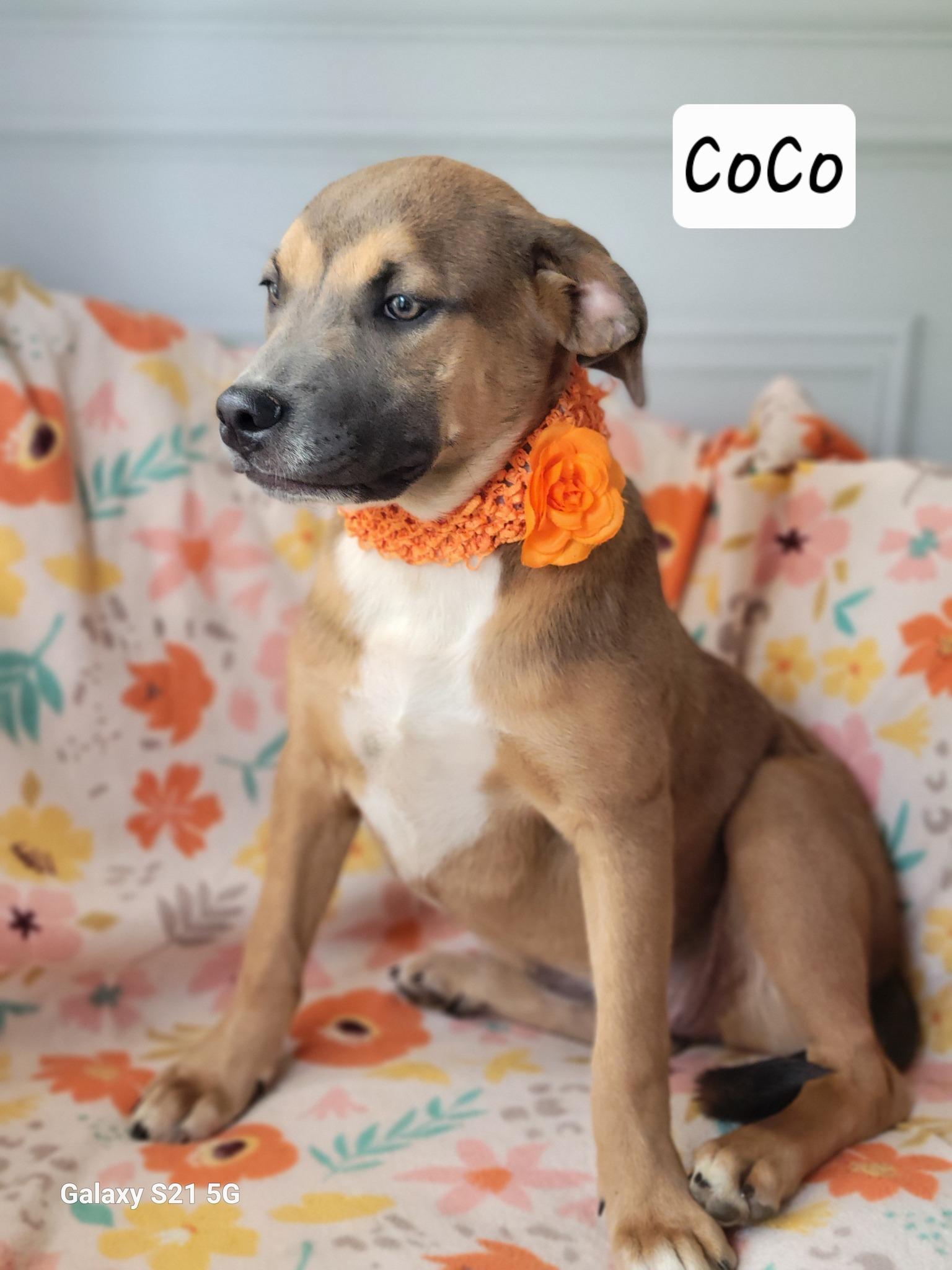 CoCo