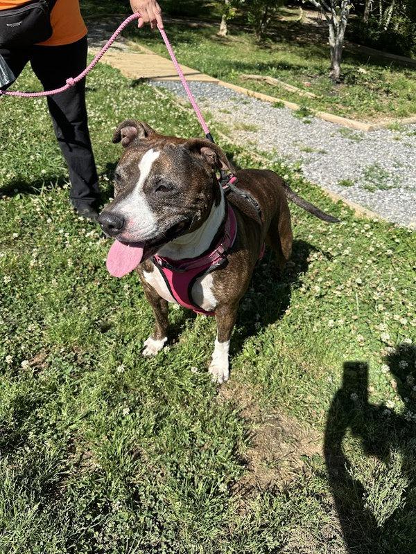 Enlarge Fendy, a Adoptable mixed breed in Oak Ridge, TN image 1/1