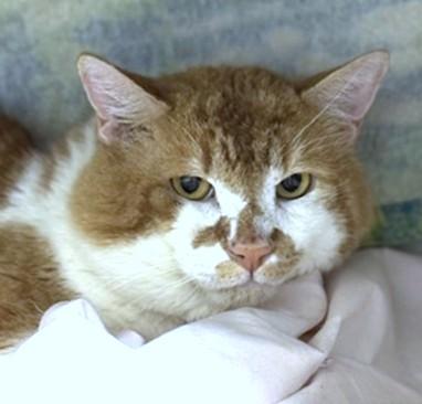 Enlarge ZACHARY, a Adoptable Domestic Short Hair in Boston, MA image 1/1