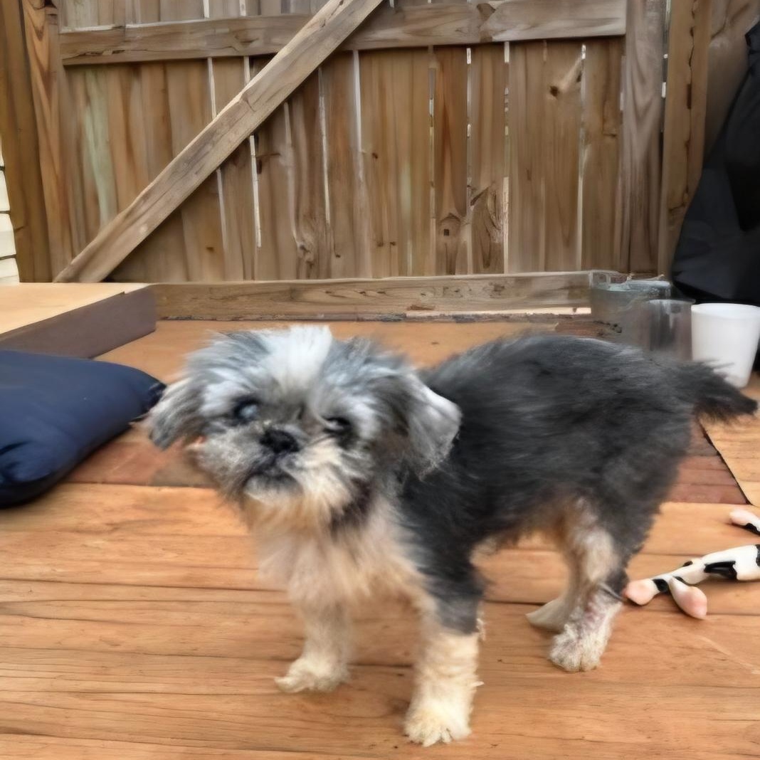 Enlarge Yuella, an adopted Shih Tzu in Greenville, SC image 3/4