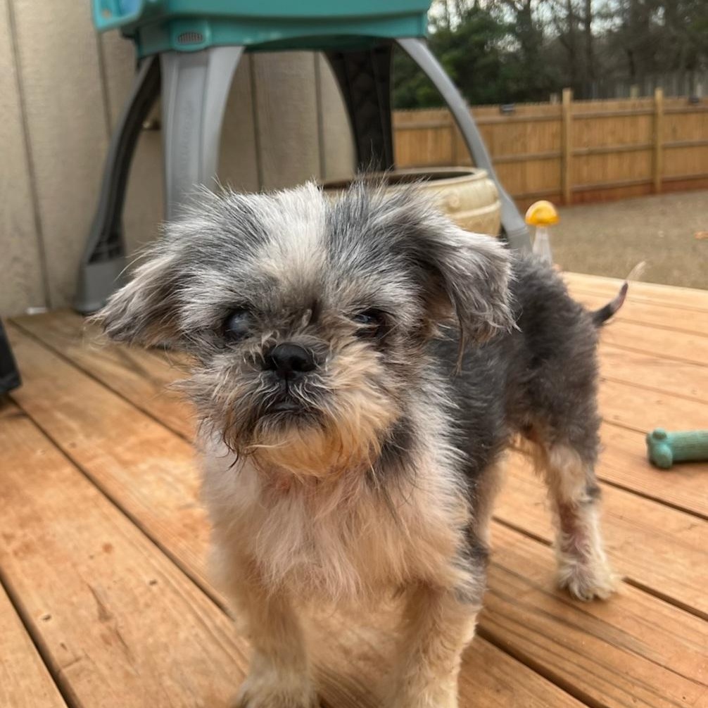 Enlarge Yuella, an adopted Shih Tzu in Greenville, SC image 4/4