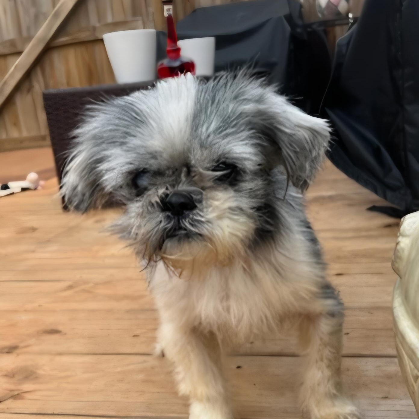 Enlarge Yuella, an adopted Shih Tzu in Greenville, SC image 2/4