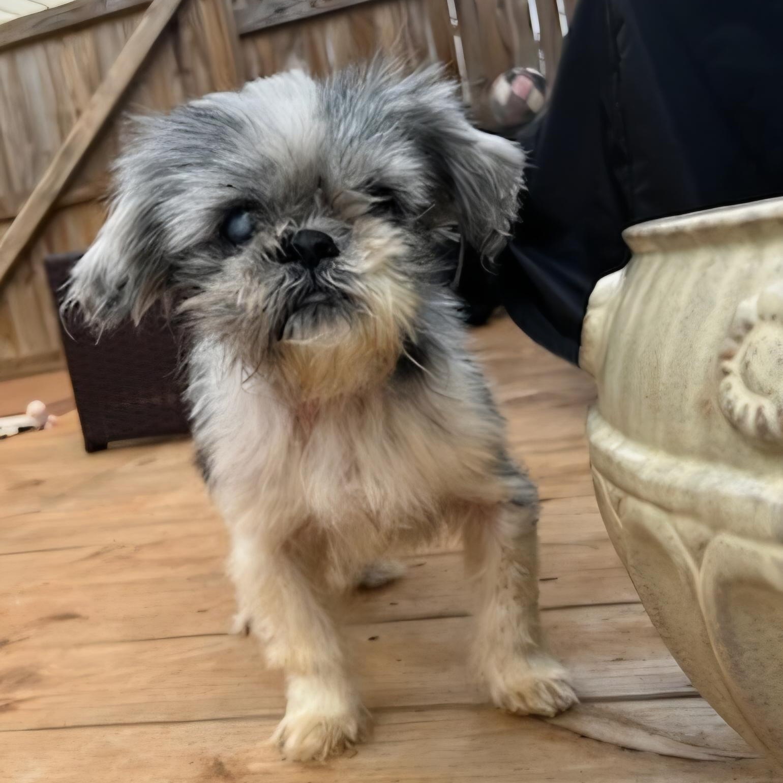 Yuella, adopted, Senior Female Shih Tzu.