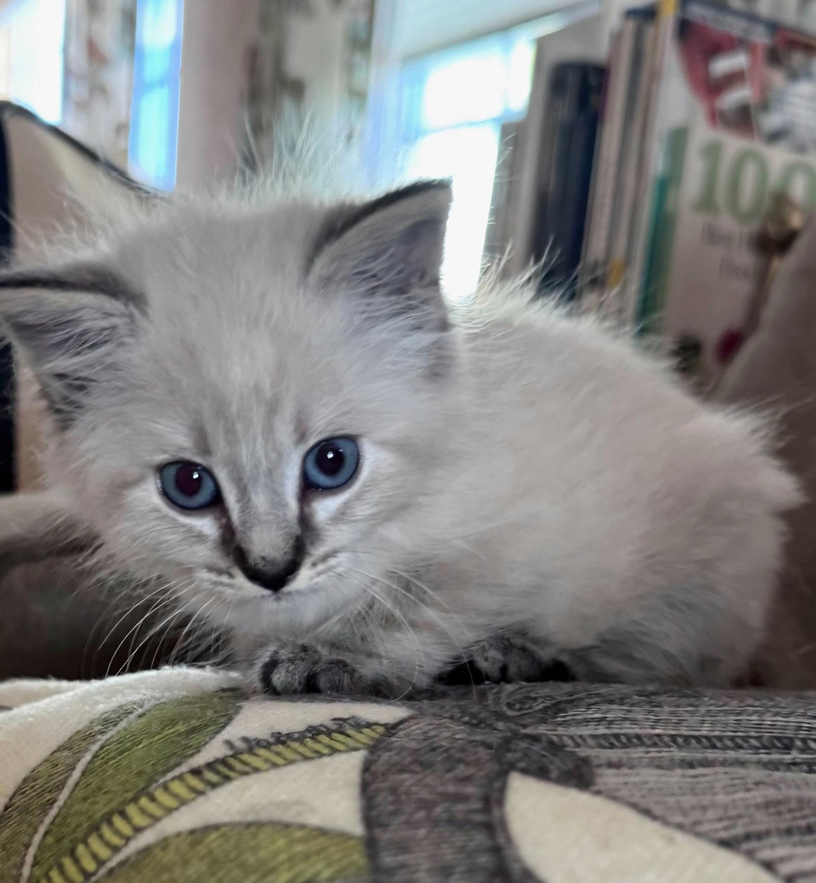 Snow Bunny, Adoptable, Kitten Female Domestic Medium Hair & Siamese.